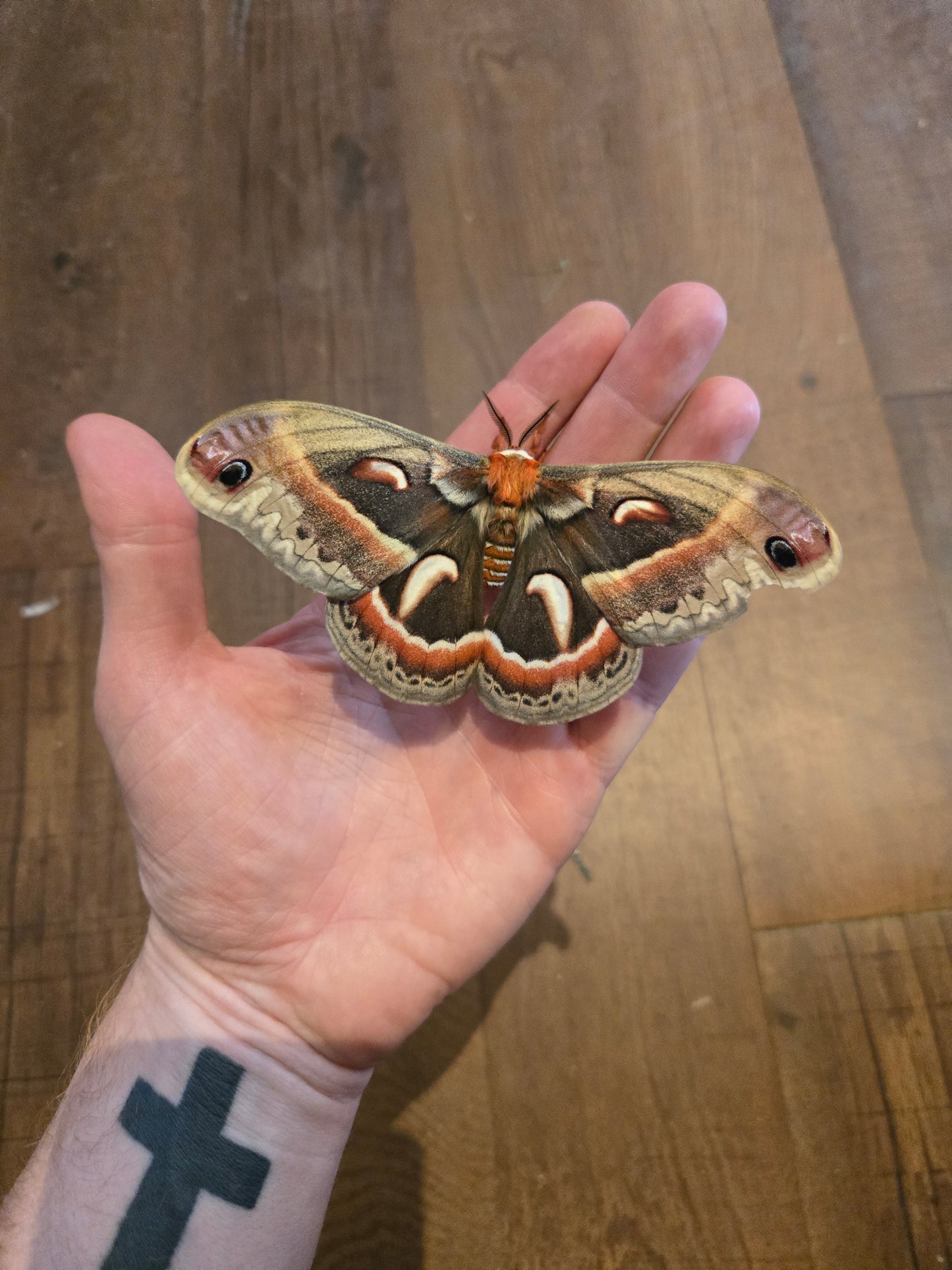 Cecropia Moth NATURAL DEATH, Hyalophora cecropia
