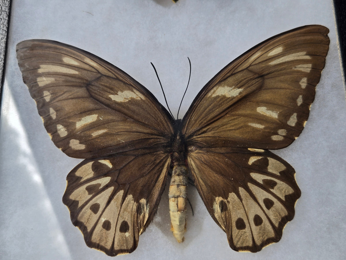 Ornithoptera priamus urvillianus, Blue Birdwing PAIR