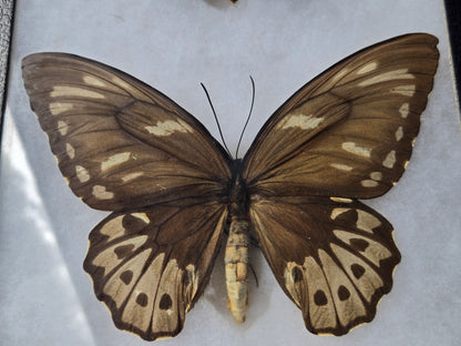 Ornithoptera priamus urvillianus, Blue Birdwing PAIR