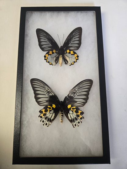 Troides hypolitus Birdwing PAIR, in Riker Frame, 'damaged'