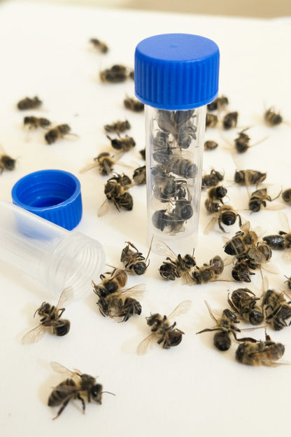 Real Honey Bees! NATURAL DEATH!