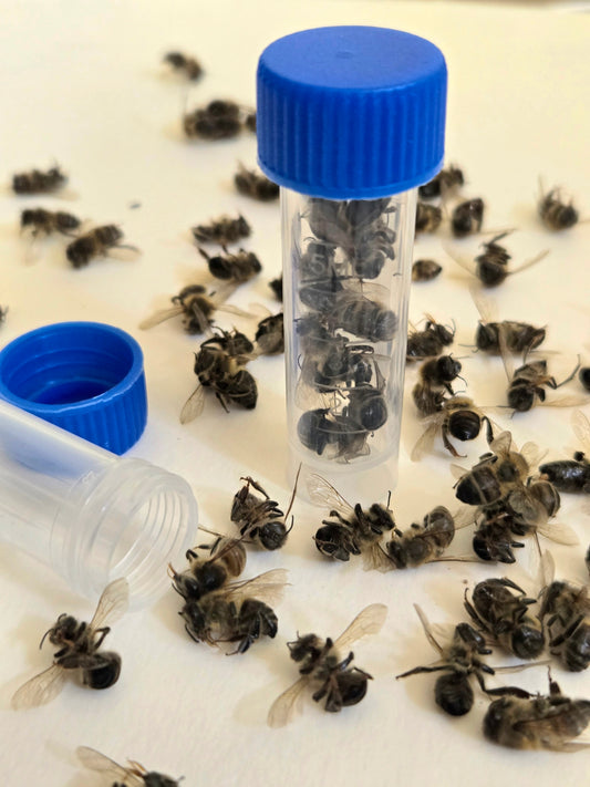 Real Honey Bees! NATURAL DEATH!