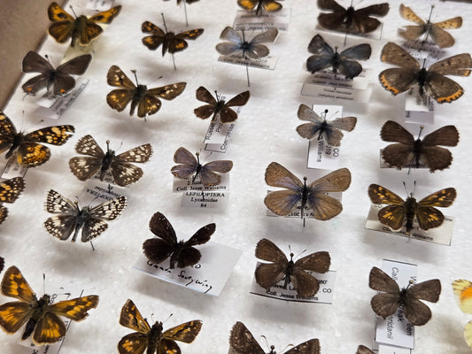 30+ Collection of Small Spread Butterflies LOT 401