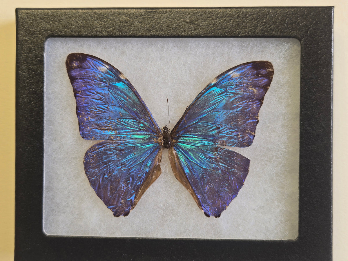 Framed Blue Morpho adonis