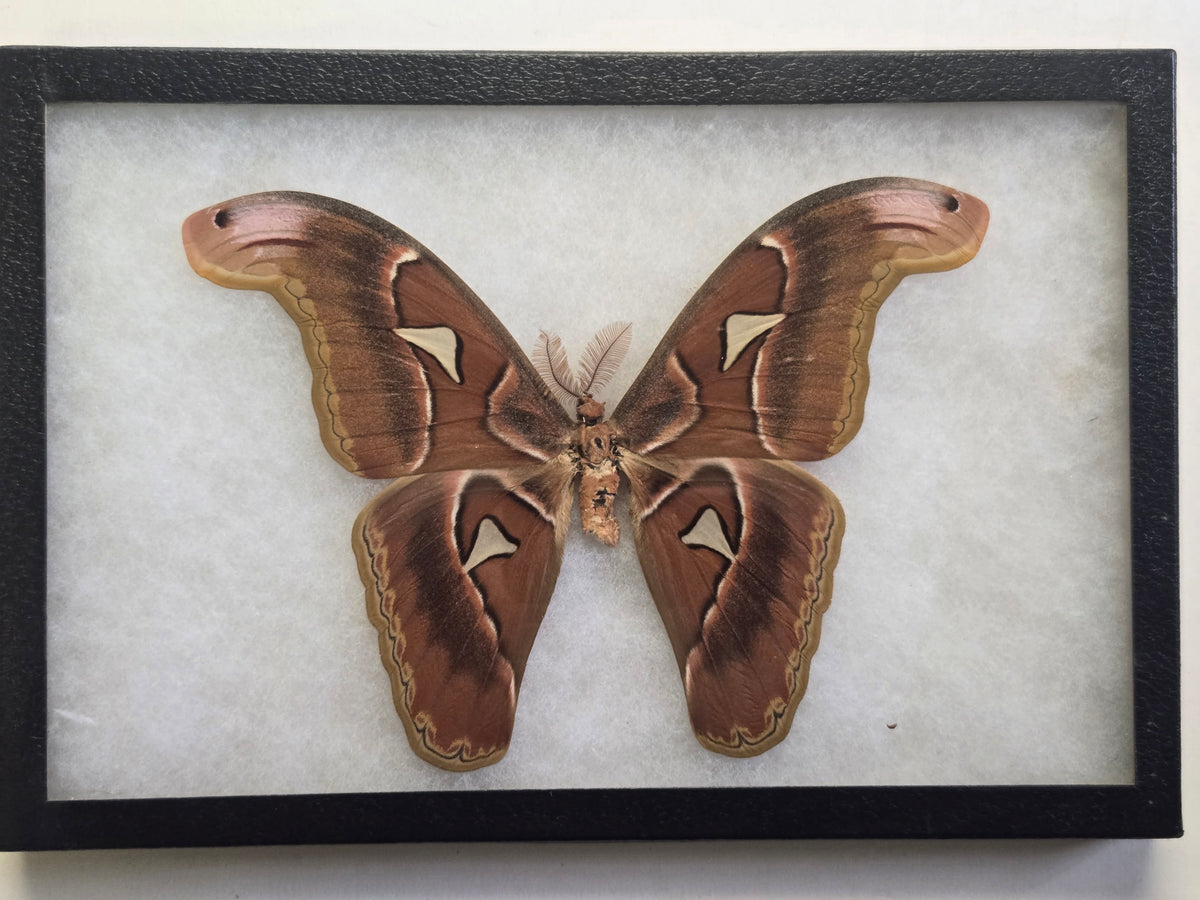 Framed BIG Attacus lorquini, atlas moth