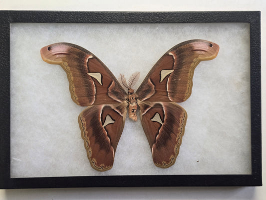 Framed BIG Attacus lorquini, atlas moth