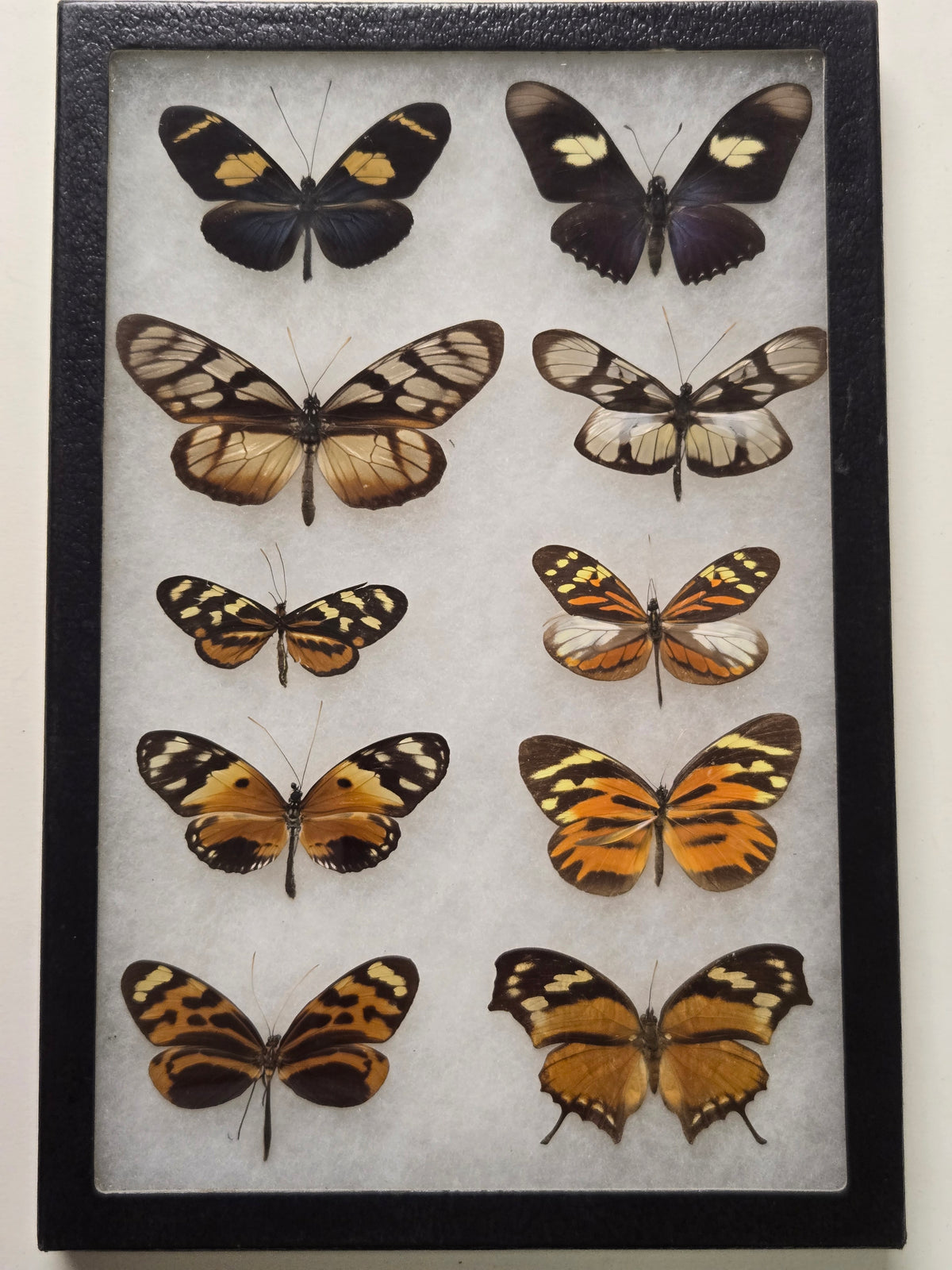 Framed Butterfly Toxic Mimicry Series