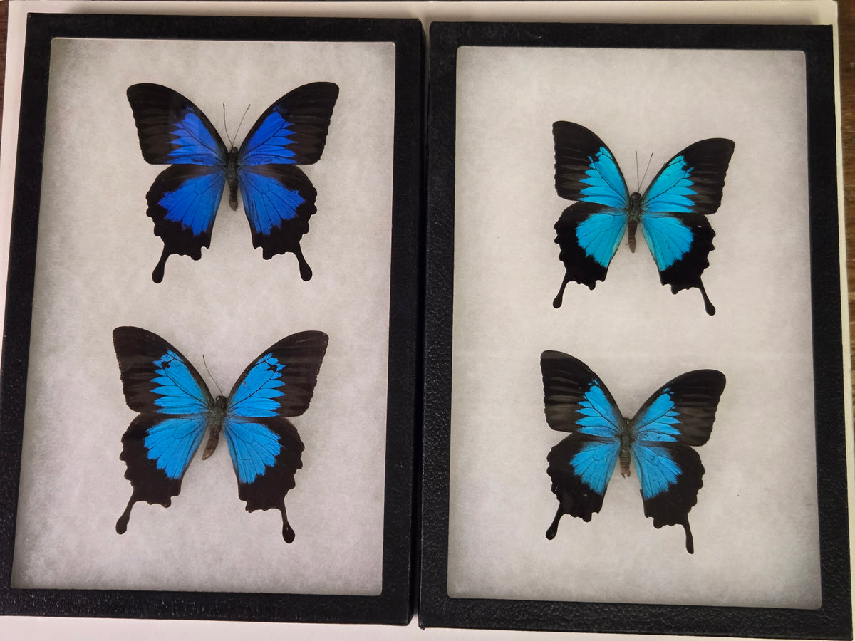 Framed Papilio ulysses Subspecies Set