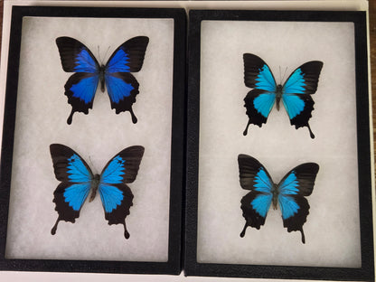 Framed Papilio ulysses Subspecies Set