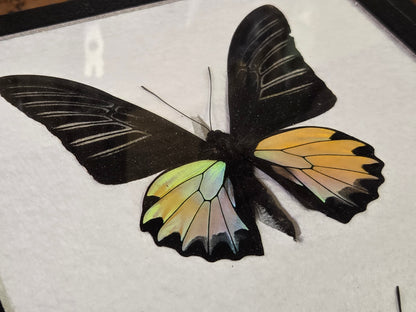 Framed RARE Troides prattorum BIRDWING PAIR -Buru Is., 1985-86