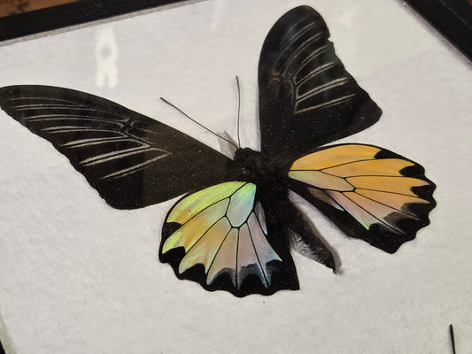 Framed RARE Troides prattorum BIRDWING PAIR -Buru Is., 1985-86