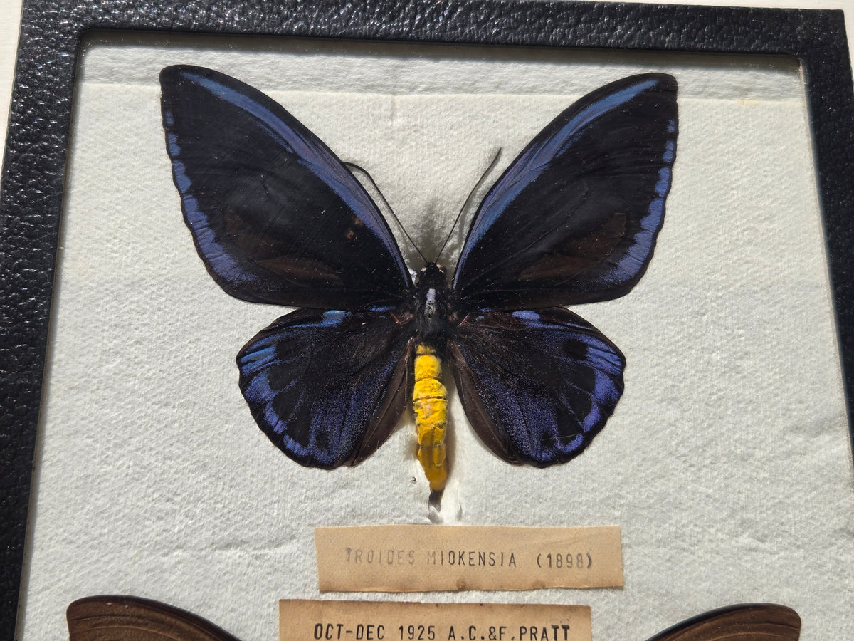 Ornithoptera priamus miokensis WORLD RARITY! 1925 PAIR