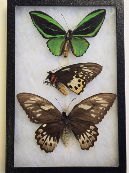 Ornithoptera priamus poseidon Set of 3 Birdwings