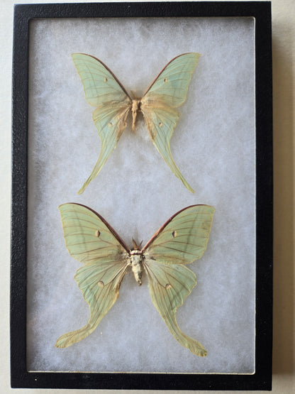 Framed Actias selene, Indian Moon Moth PAIR