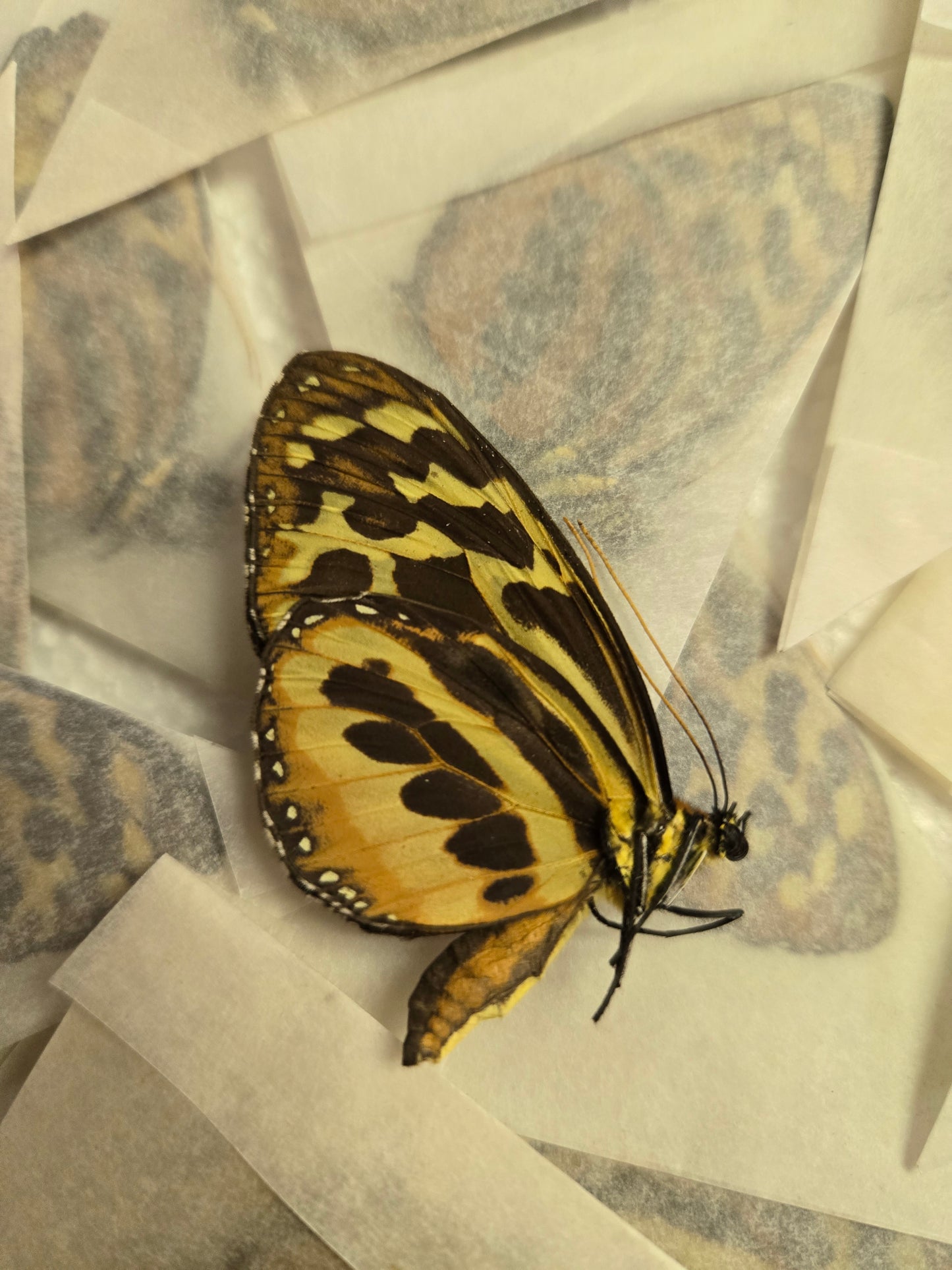 Harmonia tiger-wing butterfly, Tithoria harmonia, unspread