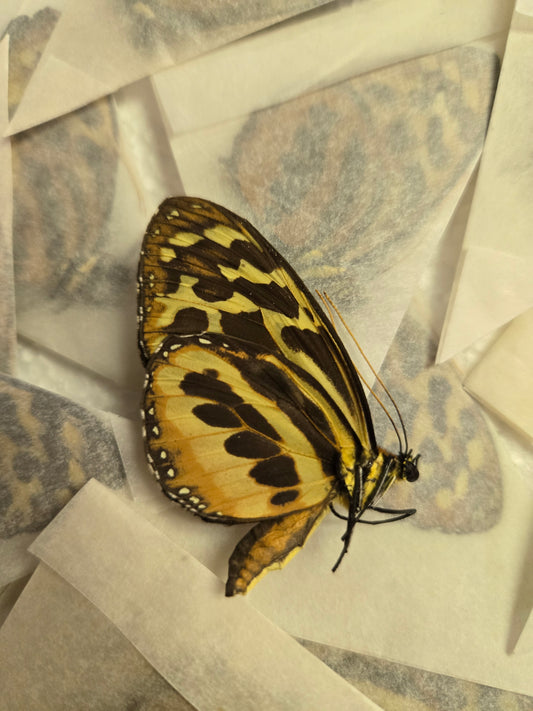 Harmonia tiger-wing butterfly, Tithoria harmonia, unspread