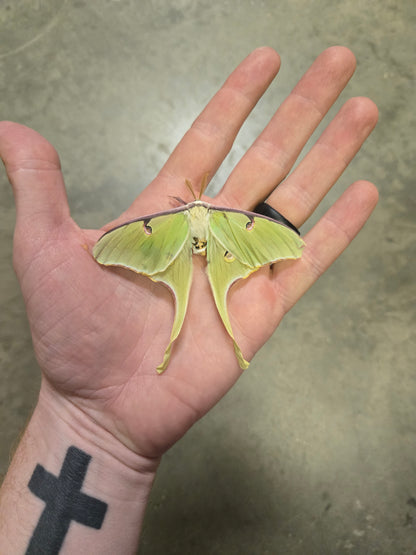 Luna Moth, NATURAL DEATH, Actias luna