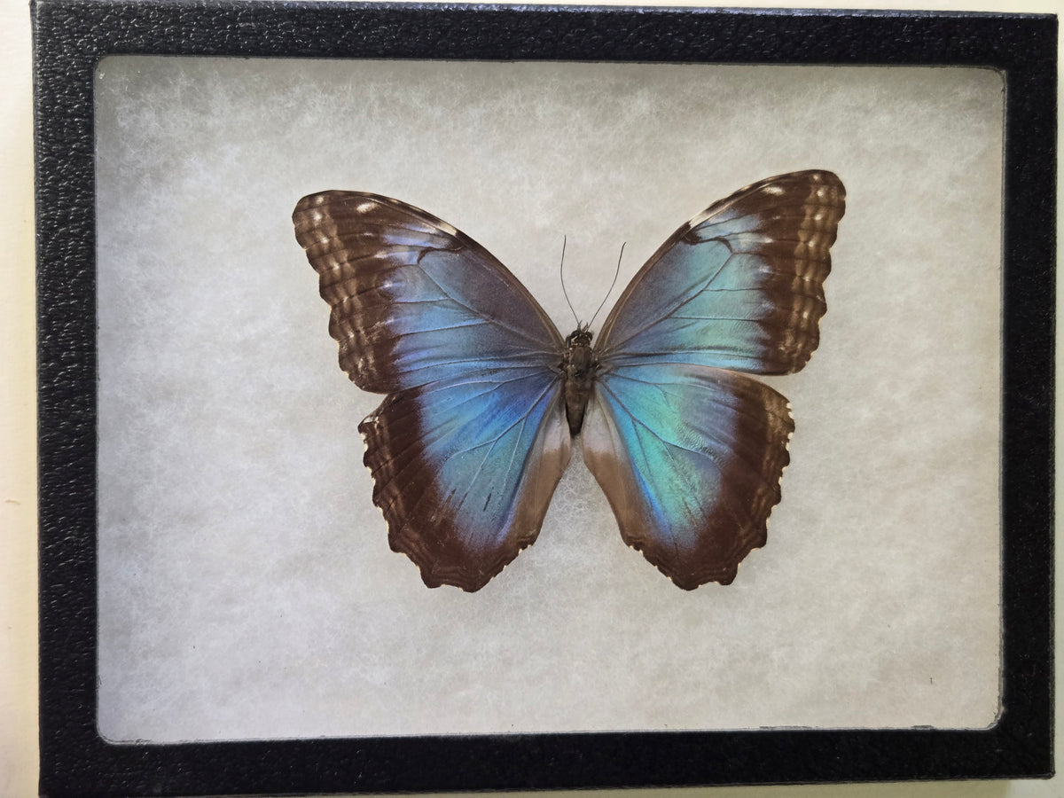 Framed Blue Morpho peleides Female