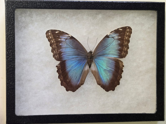 Framed Blue Morpho peleides Female
