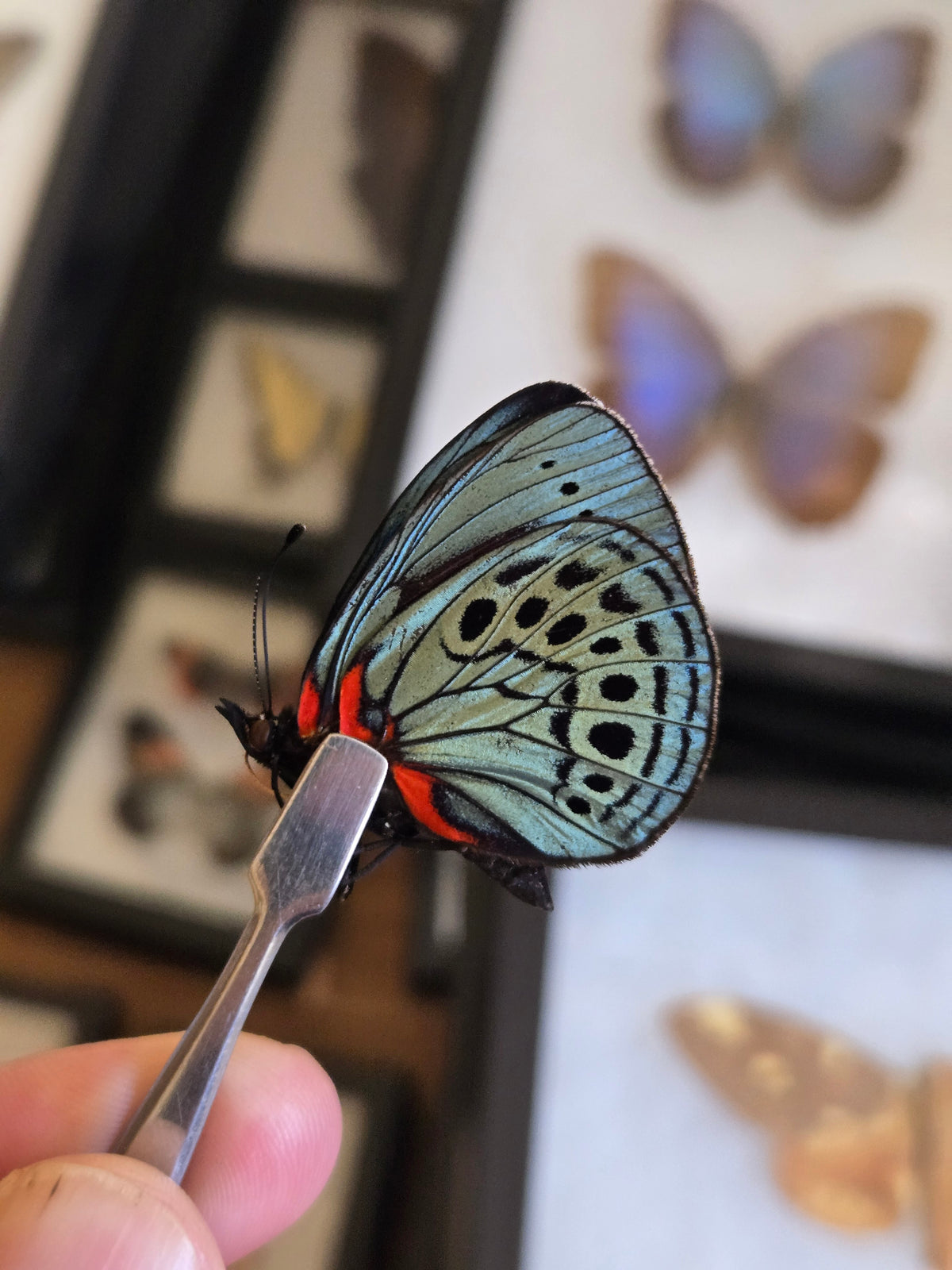 Asterope philotima -Metallic Glory Butterfly