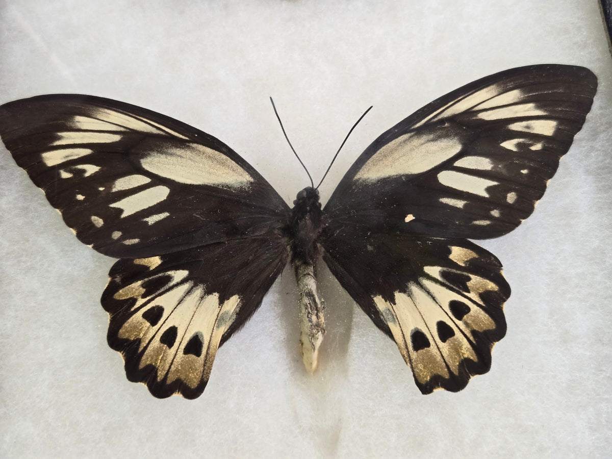 Ornithoptera priamus poseidon, Cape York Birdwing PAIR- Arfak 2001