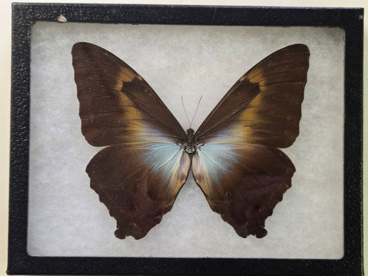 Framed Morpho phanodemus