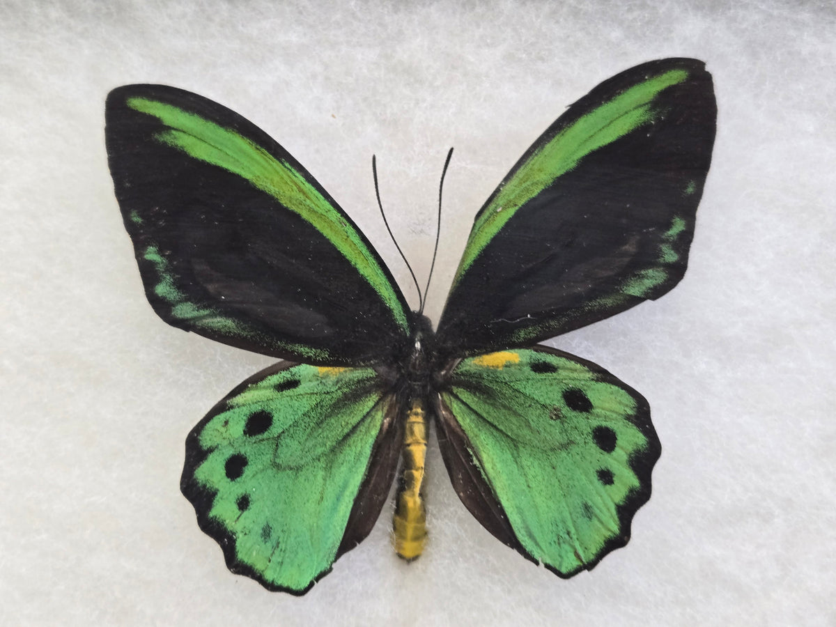 Ornithoptera richmondia , Richmond's Birdwing PAIR -Australia