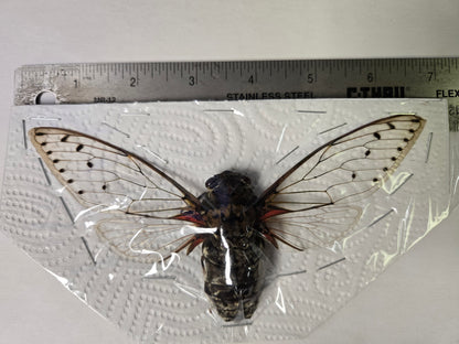 HUGE Pomponia intermedia cicada, DAMAGED