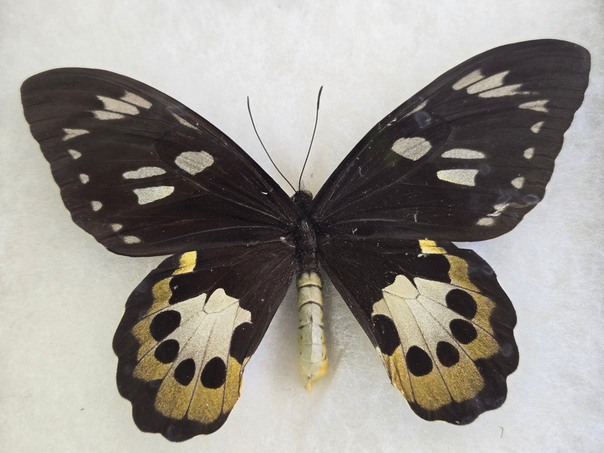 Ornithoptera tithonus misresiana, Tithonus Birdwing PAIR
