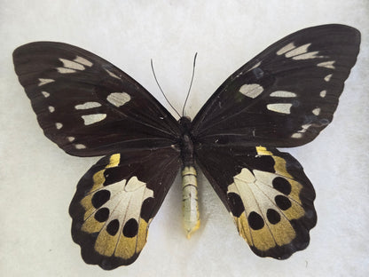 Ornithoptera tithonus misresiana, Tithonus Birdwing PAIR