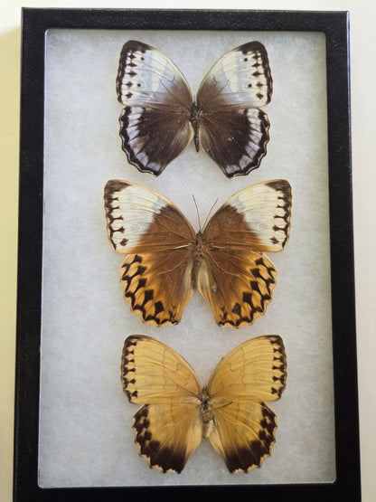 Framed Stichophthalma Collection