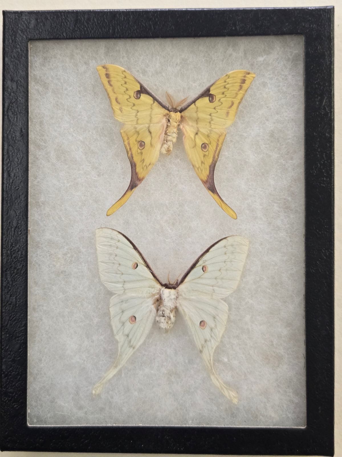 Framed Actias sinensis, Golden Moon Moth PAIR