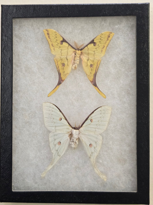 Framed Actias sinensis, Golden Moon Moth PAIR