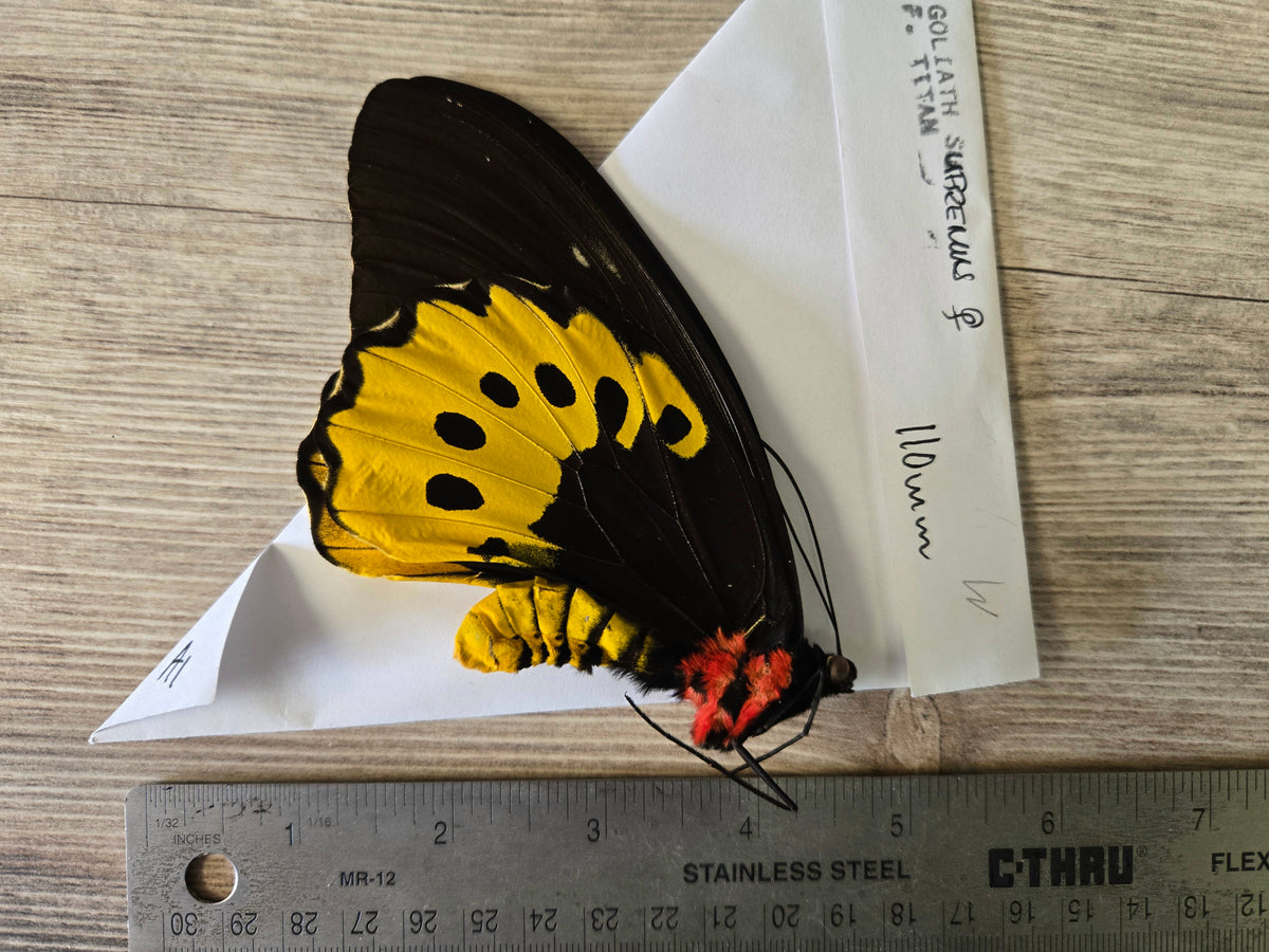 Goliath Birdwing Butterfly, 'Ornithoptera goliath supremus' PAIR