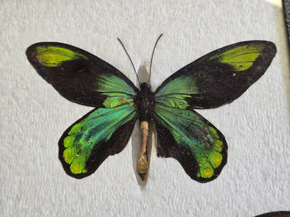 Ornithoptera victoriae regis PAIR, Birdwings- Solomon Is. 1973
