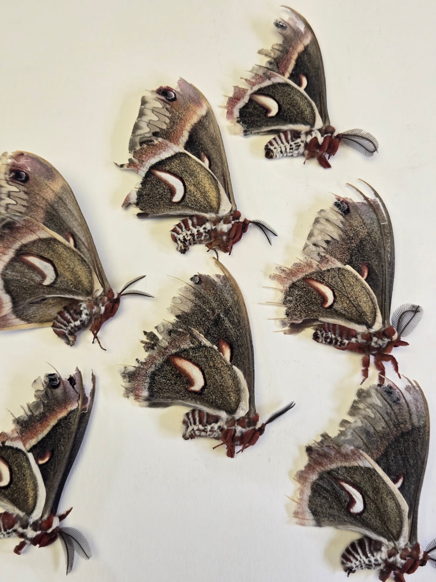 Cecropia Moth NATURAL DEATH, Hyalophora cecropia