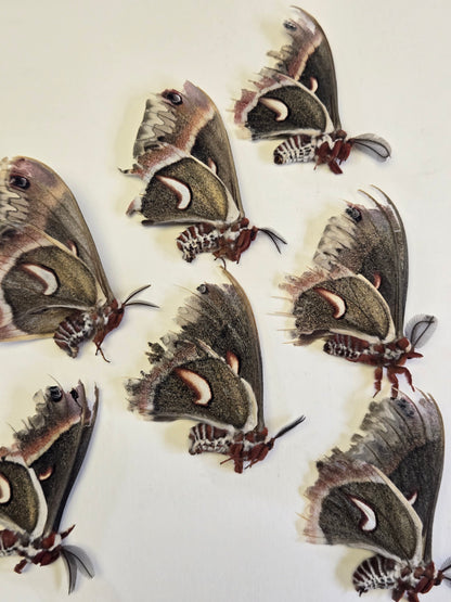 Cecropia Moth NATURAL DEATH, Hyalophora cecropia