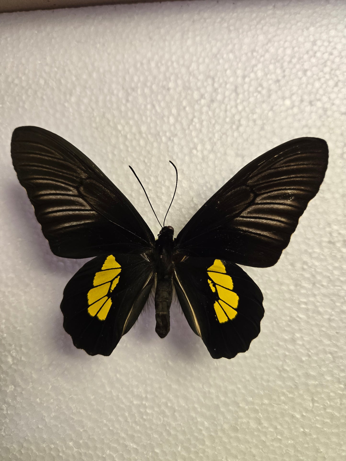 Spread Troides haliphon birdwing species, Lot 320