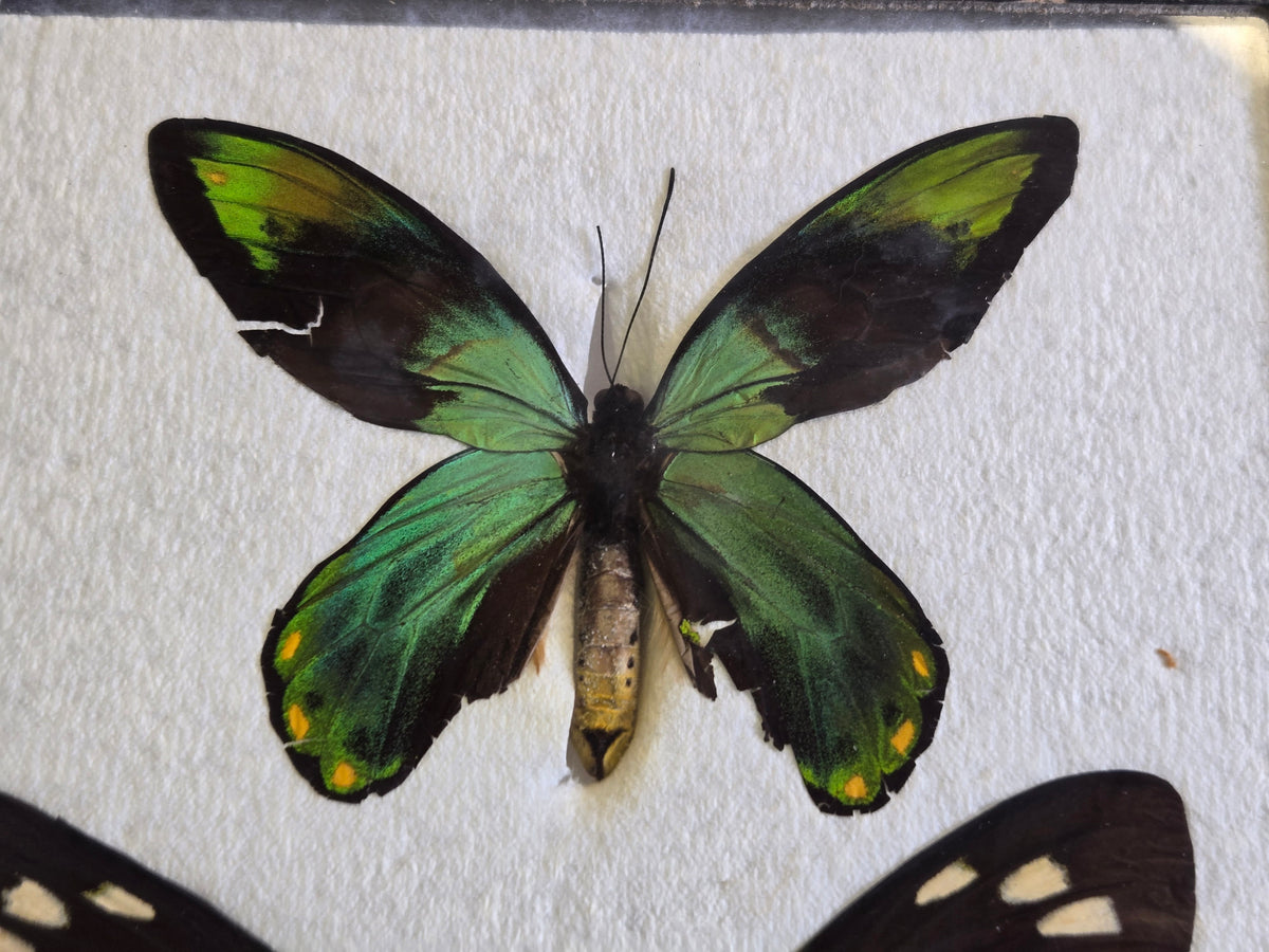 Ornithoptera victoriae epiphanes PAIR, Birdwings- RARE!