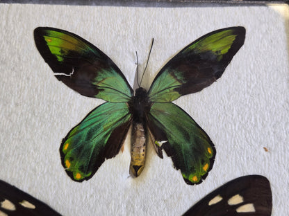 Ornithoptera victoriae epiphanes PAIR, Birdwings- RARE!