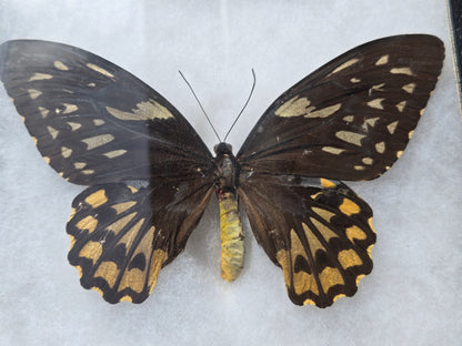 Ornithoptera croesus wallacei, Golden Birdwing PAIR,