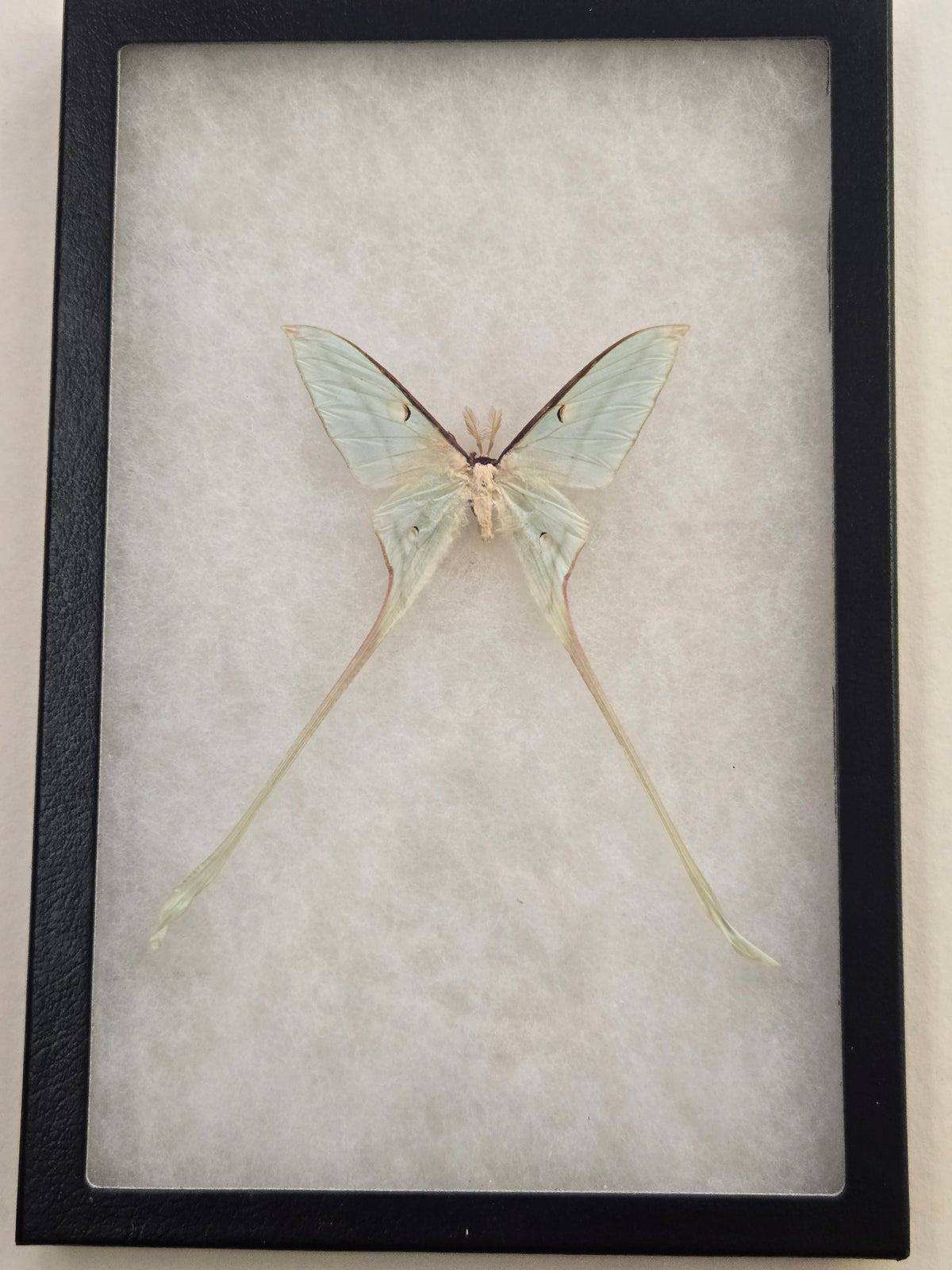 Framed Actias chapae, RARE Moon Moth