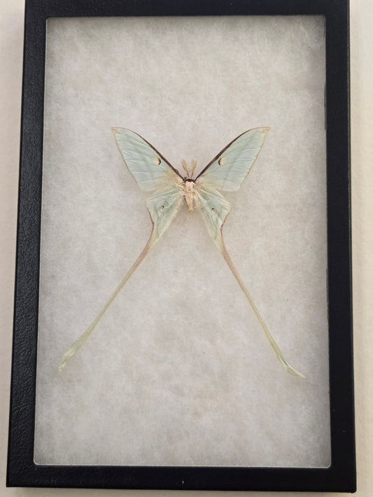 Framed Actias chapae, RARE Moon Moth