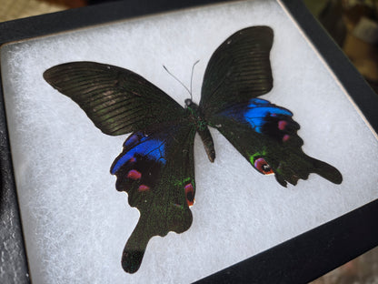 FRAMED Papilio arcturus, Blue Peacock