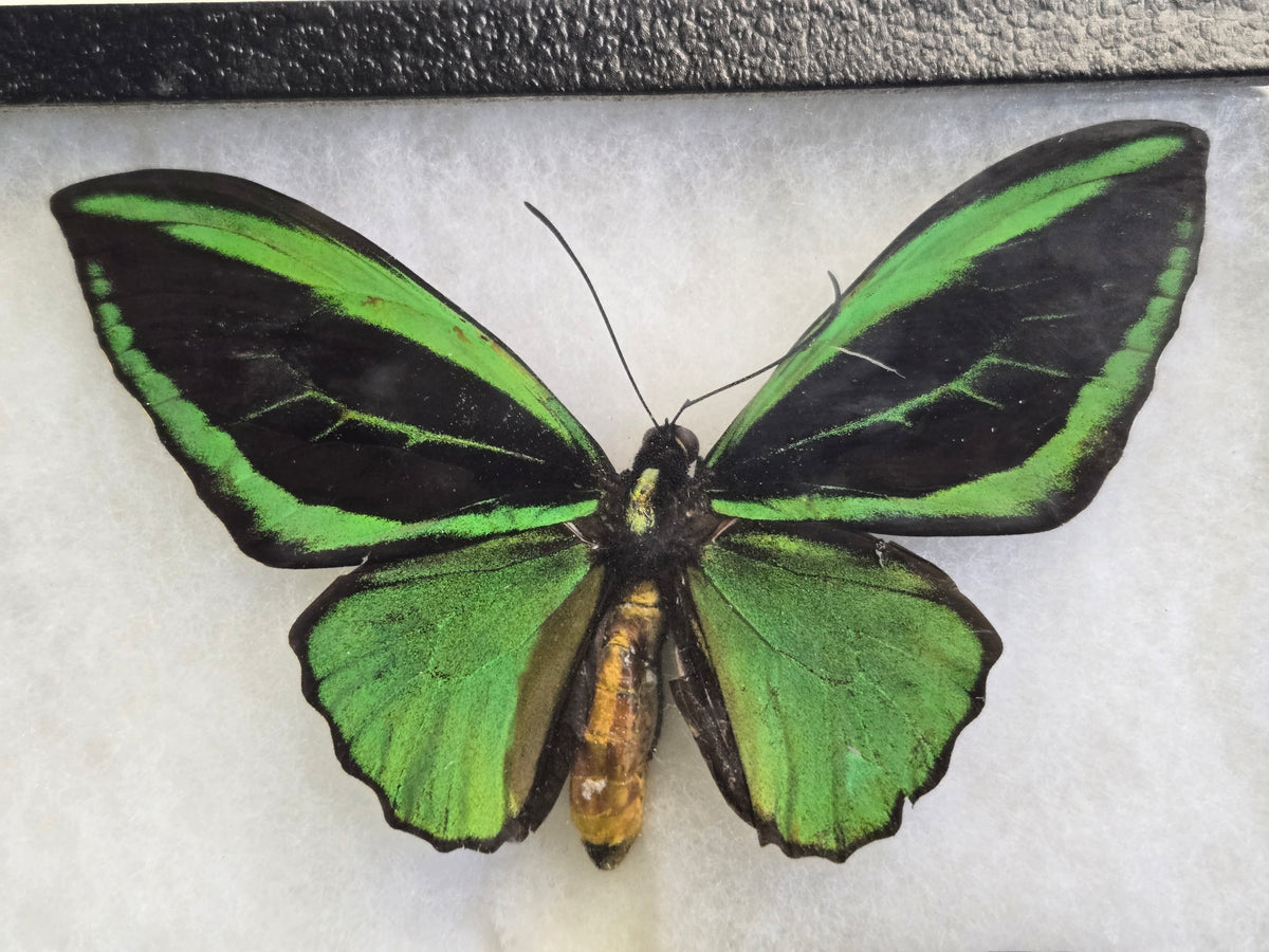 Ornithoptera priamus poseidon Set of 3 Birdwings