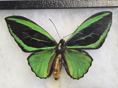 Ornithoptera priamus poseidon Set of 3 Birdwings