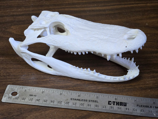Alligator Skull Replica -White