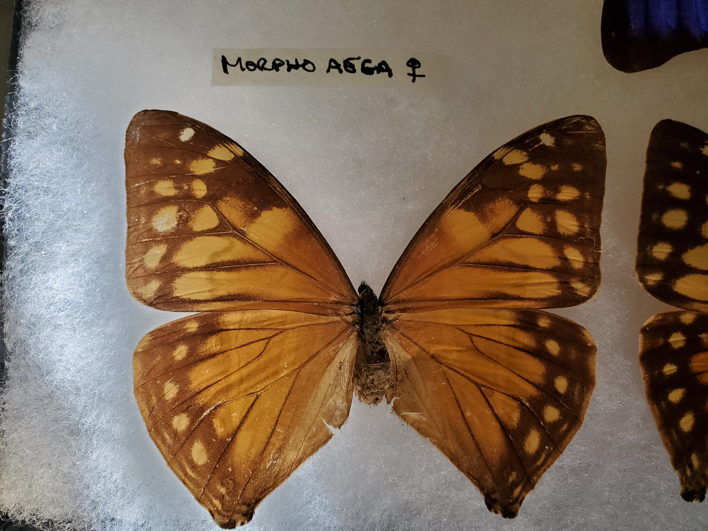 Spread Morpho aega female A2 Lot 051