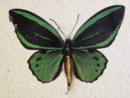 Ornithoptera priamus admiralitatis, RARE Birdwing PAIR- Admiralty Islands