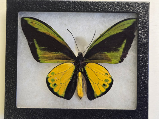 Ornithoptera goliath atlas Male Birdwing